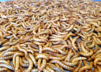La UE avanza en la aprobación de insectos para consumo humano