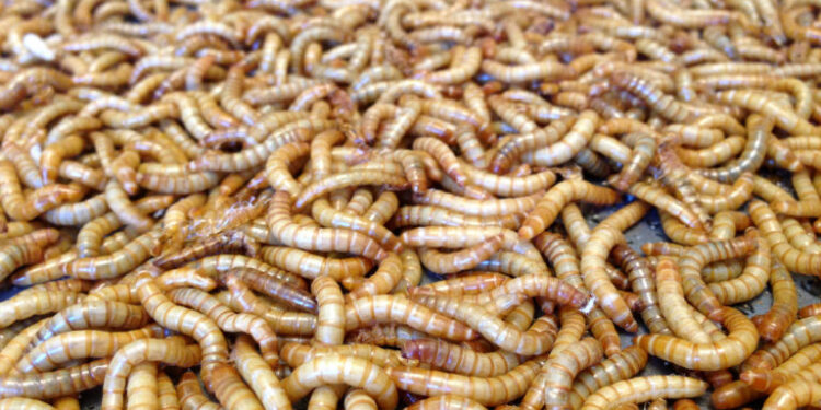 La UE avanza en la aprobación de insectos para consumo humano