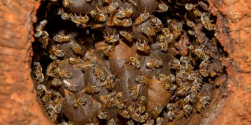 Miel melipona y productos acuícolas son incorporados a certificación orgánica