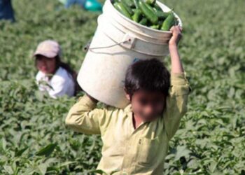Más del 80 por ciento de los niños que trabajan lo hacen en el campo: FAO