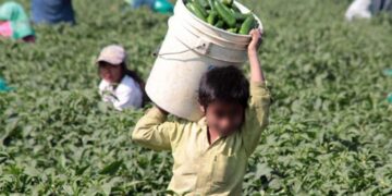 Más del 80 por ciento de los niños que trabajan lo hacen en el campo: FAO