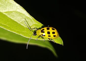 Pesticidas orgánicos: aprovechamiento de los recursos naturales de forma sostenible