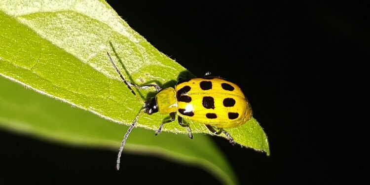 Pesticidas orgánicos: aprovechamiento de los recursos naturales de forma sostenible