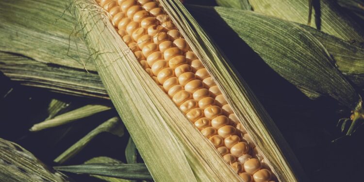 Productores orgánicos celebran prohibición de transgénicos