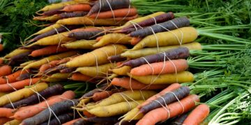 Prohibición de cultivos GM genera opiniones divididas en Suiza