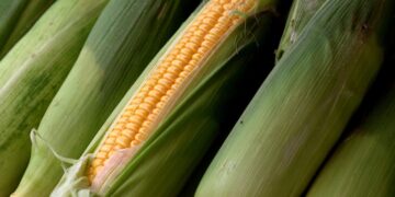 ¿Qué sigue después de la prohibición de transgénicos y glifosato en México?