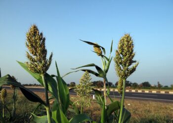 Sequía pone en riesgo a productores de granos en el centro y norte de México