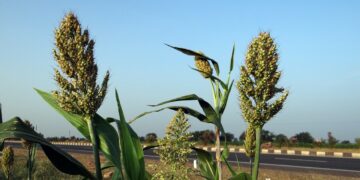 Sequía pone en riesgo a productores de granos en el centro y norte de México