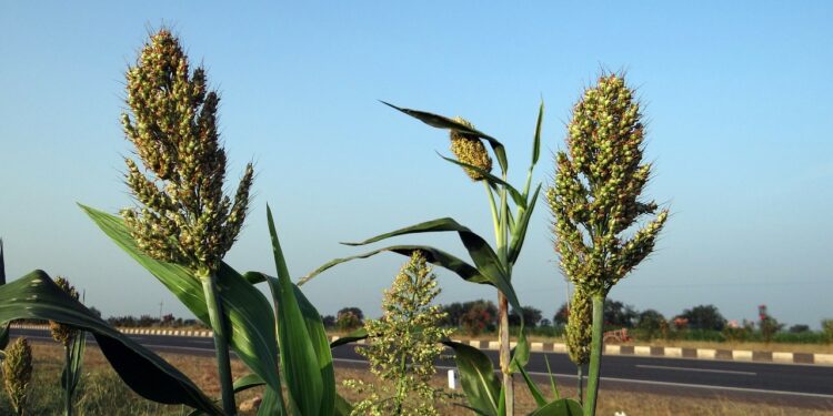 Sequía pone en riesgo a productores de granos en el centro y norte de México
