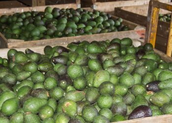Violencia amenaza la exportación de aguacate en Michoacán