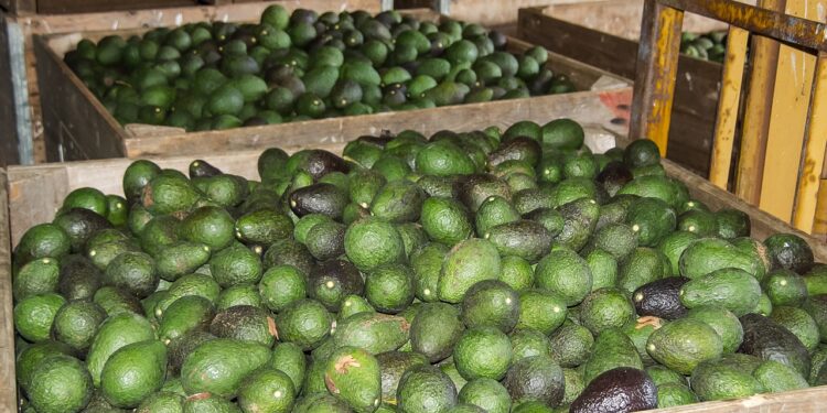 Violencia amenaza la exportación de aguacate en Michoacán