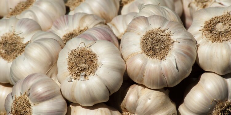 A&A Organic Farms recibe sus primeros contenedores de ajo orgánico de Argentina