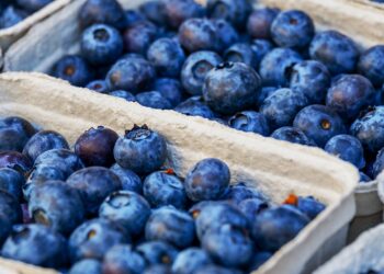 Autoridades de Puebla impulsan producción de berries orgánicos