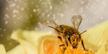 Diversidad de flores podría reducir el efecto de insecticidas en abejas silvestres