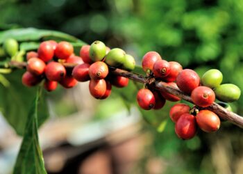 Instituciones alemanas apoyarán la producción orgánica en Puebla