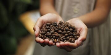 Productores del Soconusco exportan café orgánico certificado a EEUU