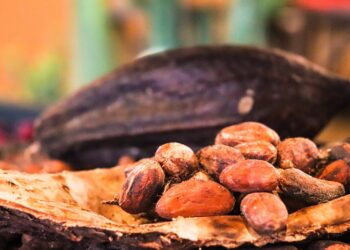 Productores de Chiapas exportan cacao orgánico a Bélgica