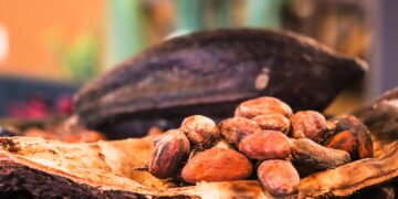 Productores de Chiapas exportan cacao orgánico a Bélgica