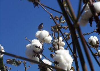Rescatan semilla nativa para cultivar algodón orgánico