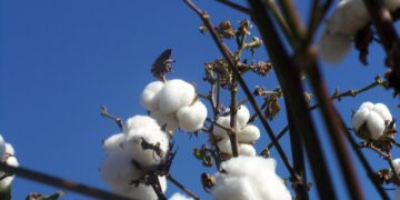 Rescatan semilla nativa para cultivar algodón orgánico