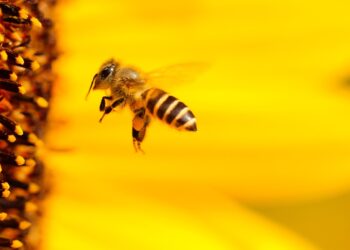 70% de la producción alimentaria, en riesgo si lo están las abejas