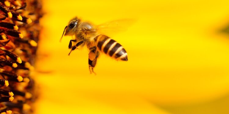70% de la producción alimentaria, en riesgo si lo están las abejas