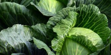 Aumenta la superficie de cultivos ecológicos en Europa