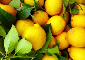 Bayer anuncia nuevo producto para control biológico de plagas en cítricos