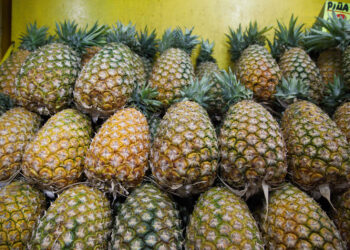 Crece la producción de piña en México
