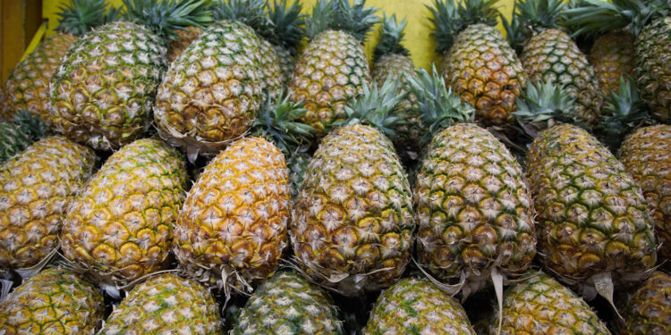 Crece la producción de piña en México