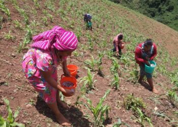 Destaca el Inifap la aportación de las mujeres a la investigación agropecuaria y forestal