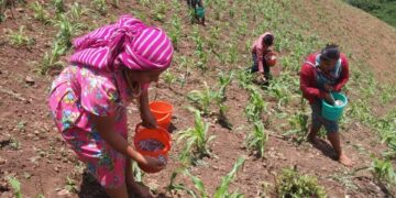 Destaca el Inifap la aportación de las mujeres a la investigación agropecuaria y forestal