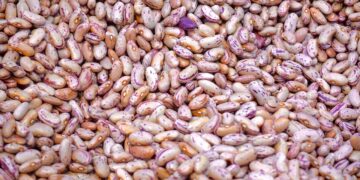 En 2024 México podría ser autosuficiente en frijol, estima la Sader