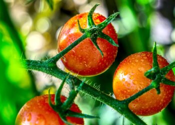 Especialistas imparten cursos en línea para producción agrícola