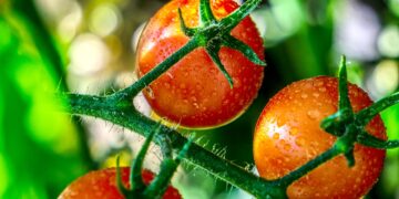 Especialistas imparten cursos en línea para producción agrícola