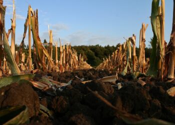 Fertilizantes orgánicos ganan terreno en Michoacán