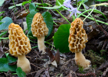 India produce artificialmente la seta más cara del mundo