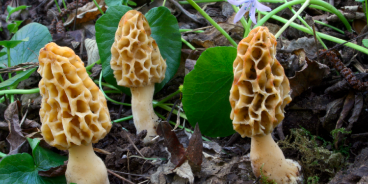 India produce artificialmente la seta más cara del mundo