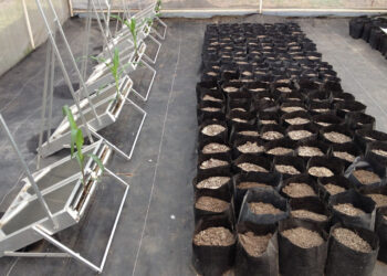 Investigadores del Colpos crean equipo para estudiar las raíces de las plantas