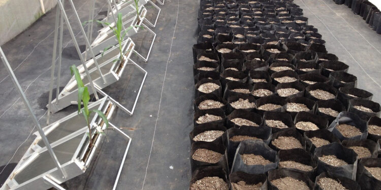 Investigadores del Colpos crean equipo para estudiar las raíces de las plantas