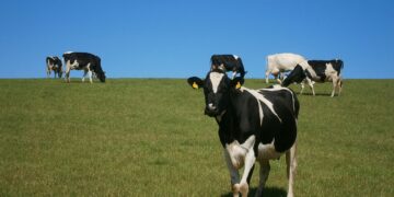 En la etapa de consumo, se desperdicia el 17% de los alimentos
