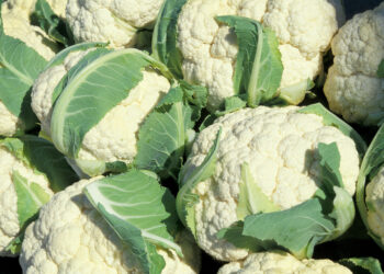 No se notificó a la OMC requisitos para la exportación de orgánicos de EEUU a México