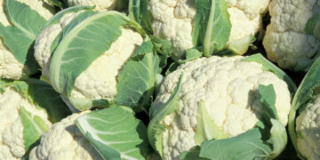 No se notificó a la OMC requisitos para la exportación de orgánicos de EEUU a México