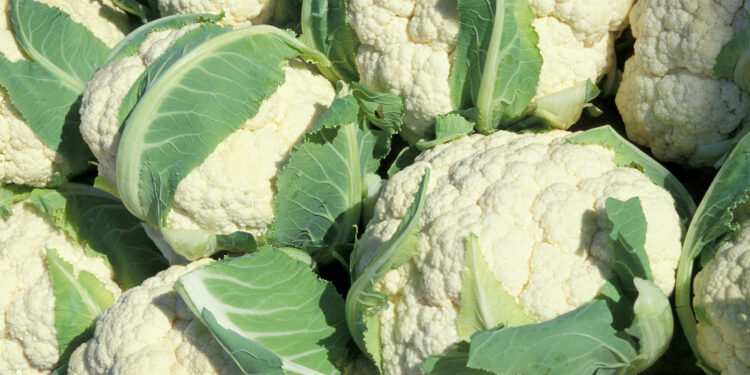 No se notificó a la OMC requisitos para la exportación de orgánicos de EEUU a México