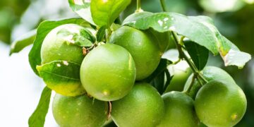 Productores de limón orgánico reciben asesoría técnica