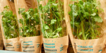 Un supermercado lanza cilantro ecológico de autocultivo