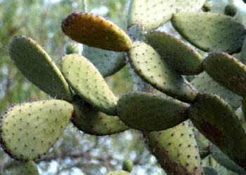 Agricultores de Hidalgo reciben capacitación para producir nopal orgánico