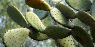 Agricultores de Hidalgo reciben capacitación para producir nopal orgánico