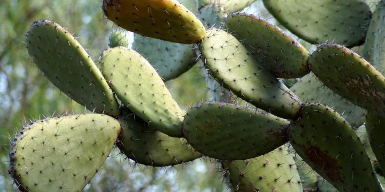 Agricultores de Hidalgo reciben capacitación para producir nopal orgánico