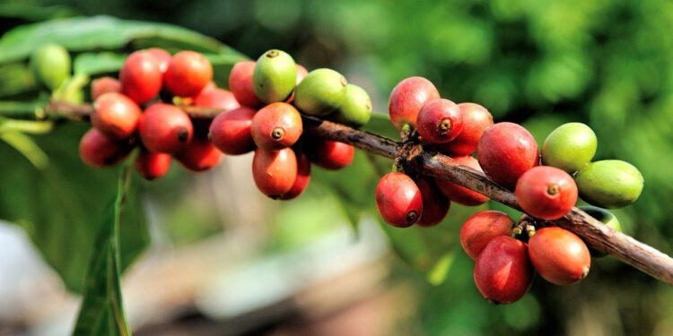Amecafé pide regulación gubernamental de precios y subsidios